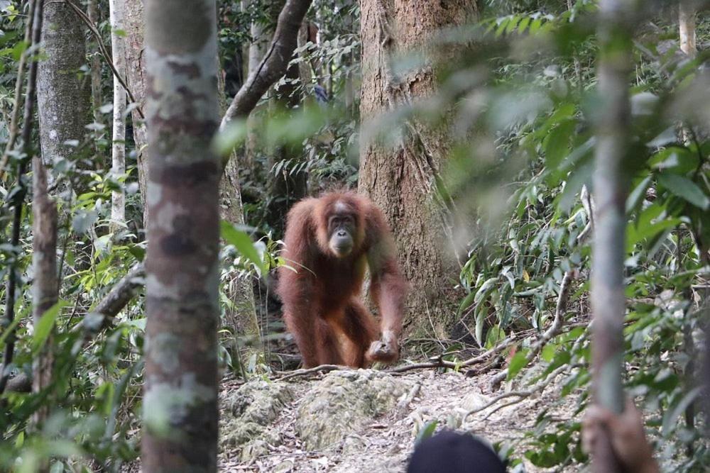 Gino'S Place - Guest House & Jungle Trekking Bukit Lawang Exterior foto