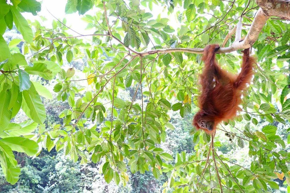 Gino'S Place - Guest House & Jungle Trekking Bukit Lawang Exterior foto
