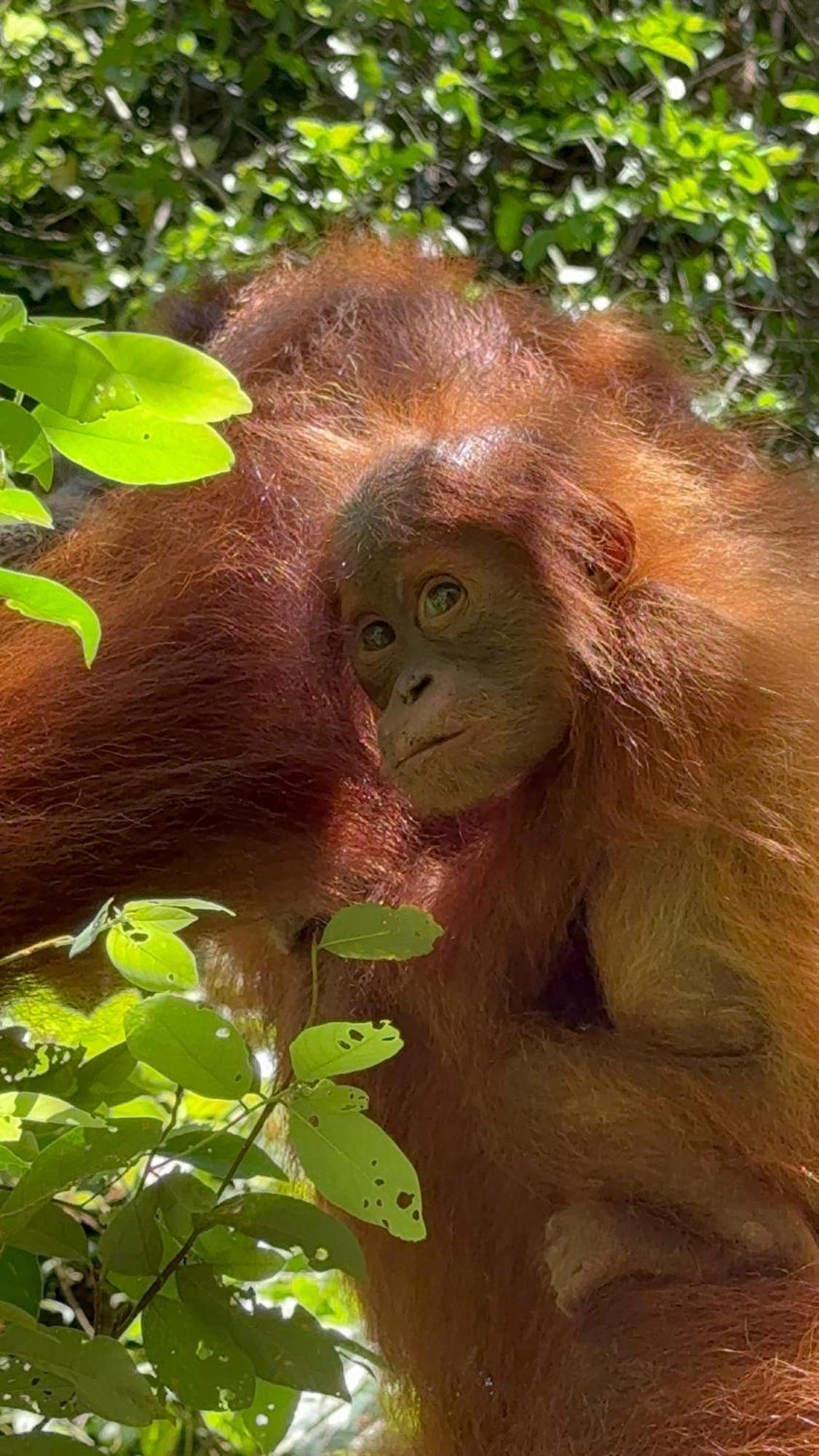 Gino'S Place - Guest House & Jungle Trekking Bukit Lawang Exterior foto