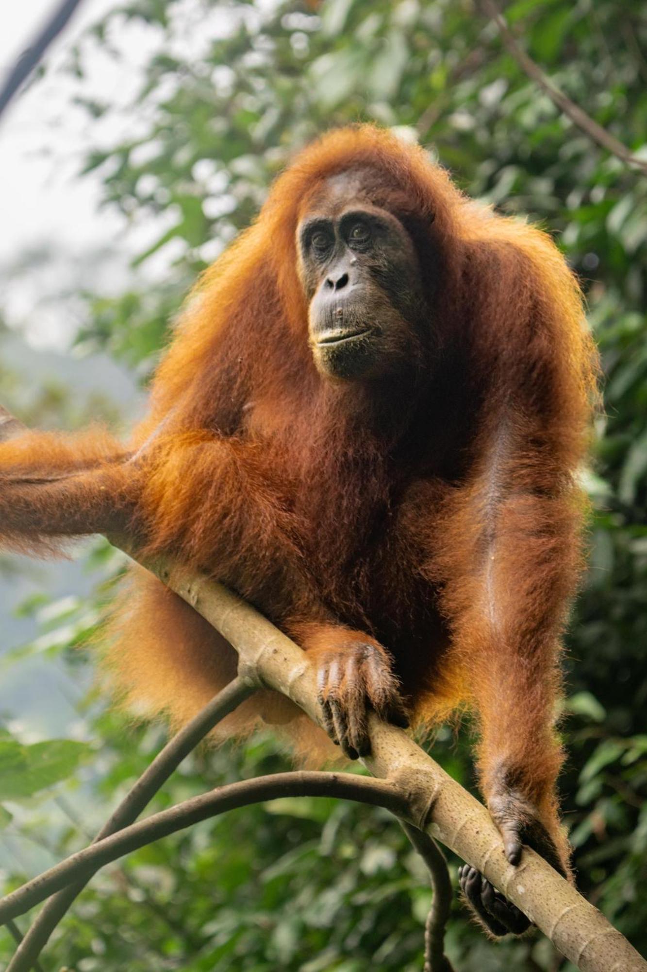 Gino'S Place - Guest House & Jungle Trekking Bukit Lawang Exterior foto