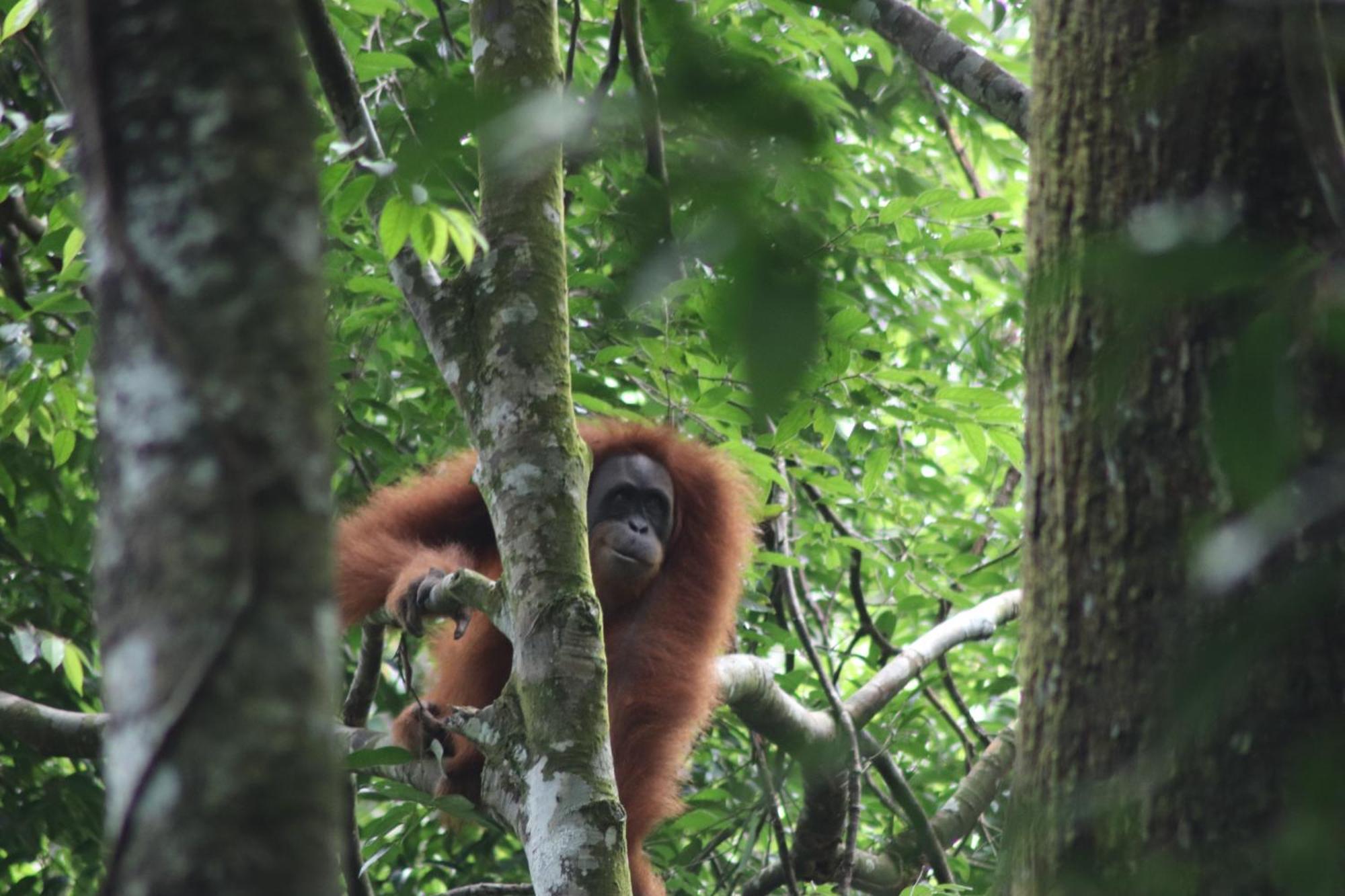 Gino'S Place - Guest House & Jungle Trekking Bukit Lawang Exterior foto